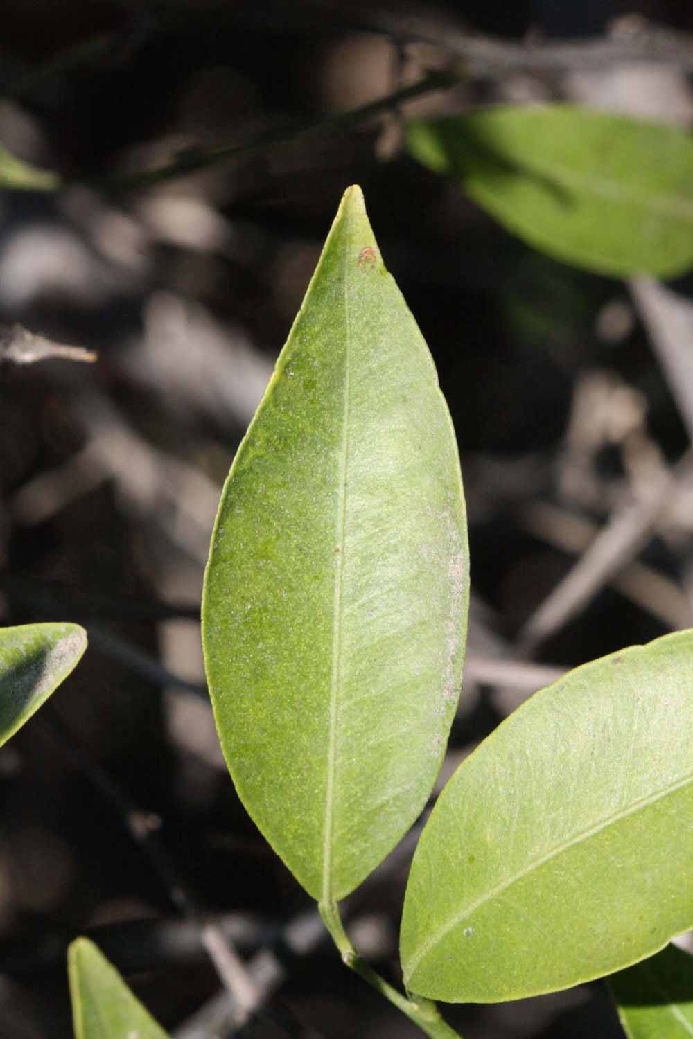              Unifoliolate leaf (Riverside, CA)       